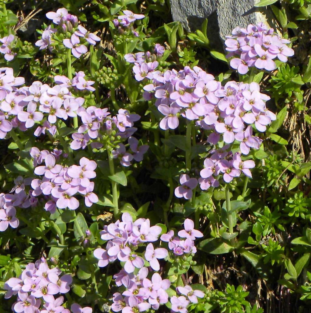 quale Thlaspi? Noccaea cfr. rotundifolia (ex Thlaspi)